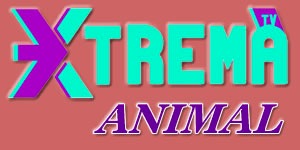 Xtrema Animal